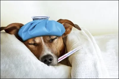 Ton chien est gravement malade et ça empire de minutes en minutes. Que fais-tu ?