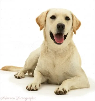 Quelle est la spécialité de ce chien ?