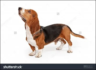 Quelle est la race du chien sur la photo ?