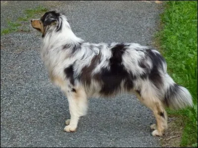 Quelle est la couleur de ce berger australien ?