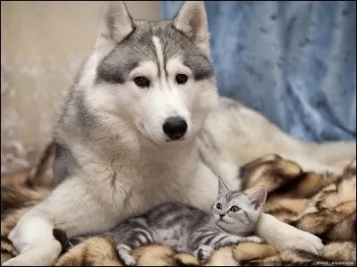 Les chiens ne peuvent jamais s'entendre avec les chats.