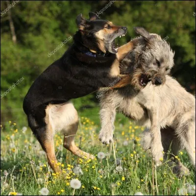 Que faut-il faire si une bagarre éclate entre deux chiens ?