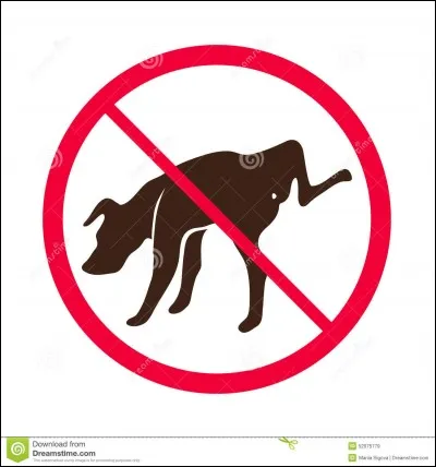 Tu as pris ton chien en flagrant délit : il faisait pipi sur ton canapé. Que dois-tu faire pour qu'il ne le recommence pas ?