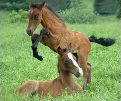 Quelle est la discipline équestre principale au Québec ?