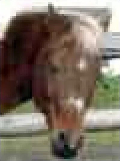 Quelle est la description de la selle Western ?