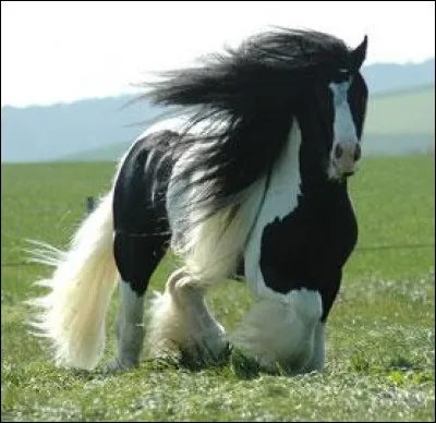 De quelle couleur était le cheval blanc de Napoléon ?
