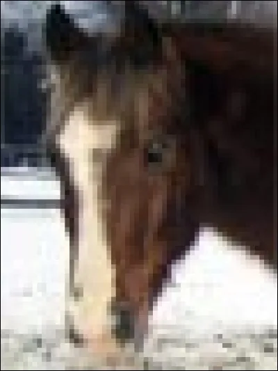 Quel(s) serai(en)t le(s) nom(s) parfait(s) pour un cheval gourmand ?