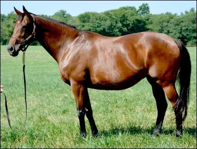 De quelle robe est ce cheval ?