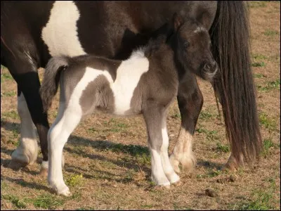 De quelle race est ce poulain ?