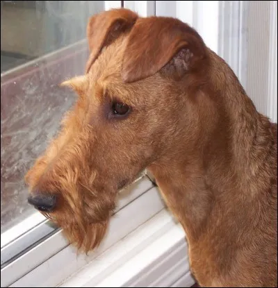 Quelle est cette sous-espèce de terrier?