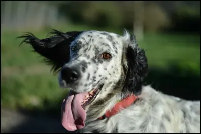 Quelle est cette race de chien d'arrêt?
