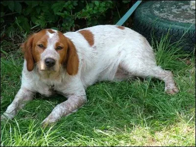 Quelle est cette race de chien d'arrêt?