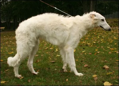 Quelle est cette sous-race de lévrier?