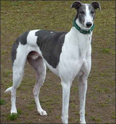 Quelle est cette sous-race de lévrier?