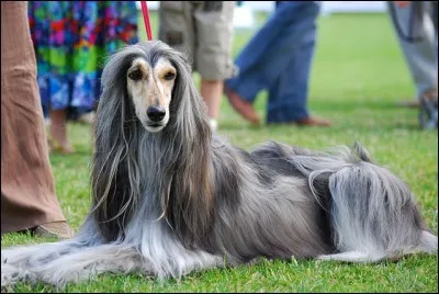 Quelle est cette sous-race de lévrier?