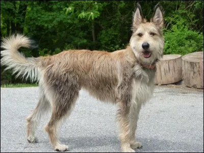 Quelle est cette sous espèce de berger?