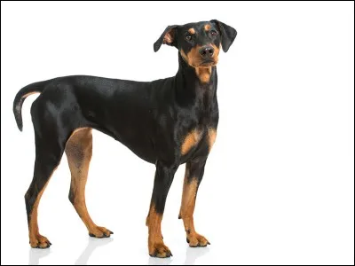 Quelle est cette race dans la catégorie des chiens de garde?