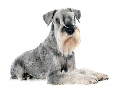 Quelle est cette race dans la catégorie des chiens de garde?