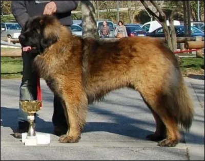 Quelle est cette race dans la catégorie des chiens de garde?