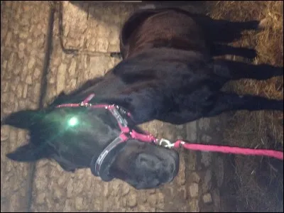 Quelle est cette robe ?