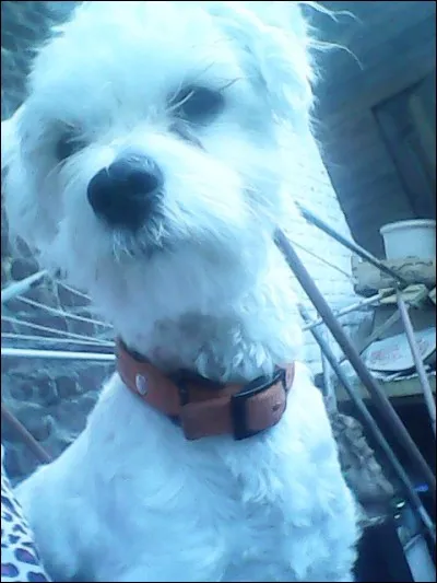 Quelle est cette race de chien ?