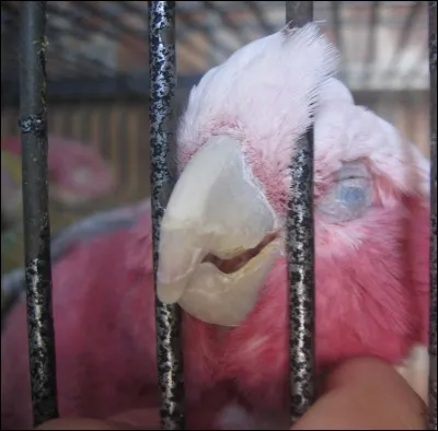 Quelle est la couleur naturelle du cacatoès rosalbin ?
