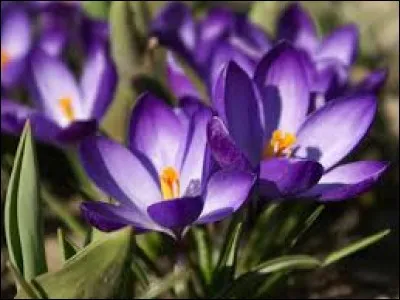 "Lis des blés", c'est une plante bulbeuse à fleurs en forme d'étoiles originaire d'Afrique du Sud :