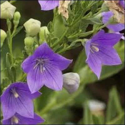 Désigné sous le nom de rumpy, ce chat originaire de l'île de Man est privé de queue :