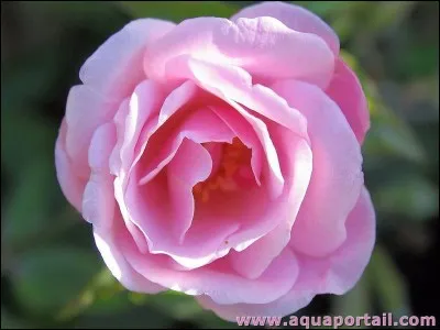 De quelle couleur est la fleur qui permet de soigner la reine?