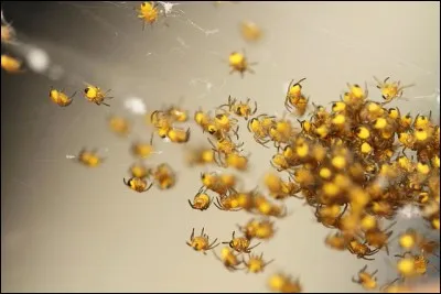 Pour grandir, l'araignée doit ...