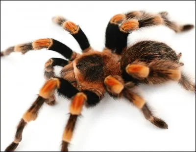 Le venin des mygales est mortel pour les humains.