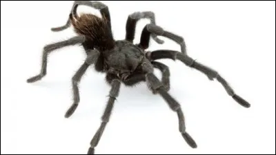 Les araignées ont deux yeux.