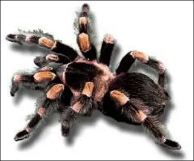 La plus grosse araignée est ...