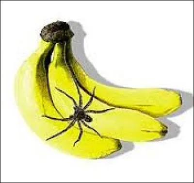 L'araignée est un insecte.