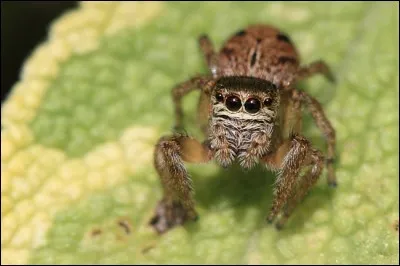 Certaines araignées ne tissent pas de toiles pour attraper leurs proies.