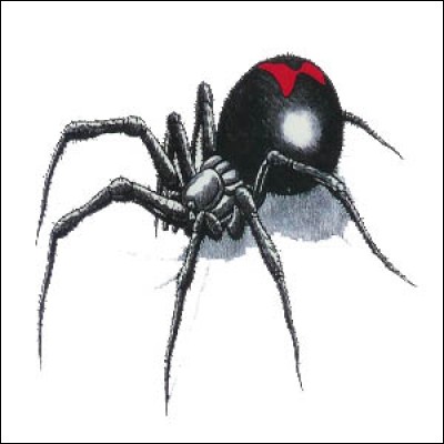 Quel est le nom de cette araignée venimeuse?