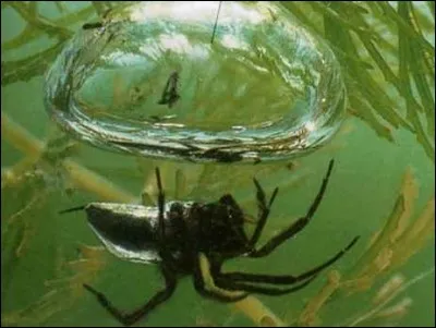 L'argyonète vit dans les lacs, les étangs et les rivières. Comment respire-t-elle?