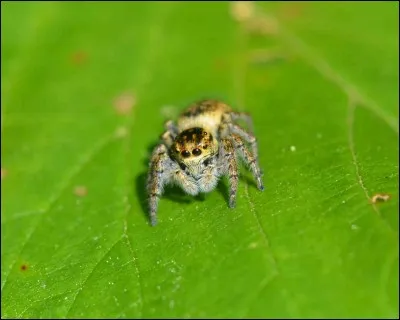 Les araignées sauteuses voient mieux que la majorité des autres araignées.