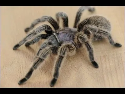 Avec quelle partie de leur corps les araignées venimeuses injectent-elles leur venin?