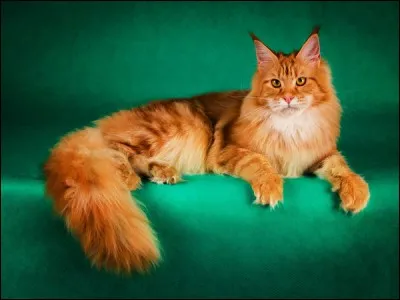 M - La race de chats "maine coon" est originaire de l'État du Maine aux États-Unis.
