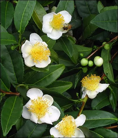 C - Le "Camellia sinensis" ou théier est cultivé pour ses fleurs qui servent à produire après infusion la célèbre boisson qu'est le thé.