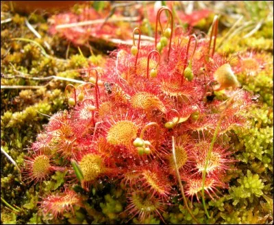 D - Cette plante carnivore, la "droséra", piège les insectes avec une matière visqueuse.