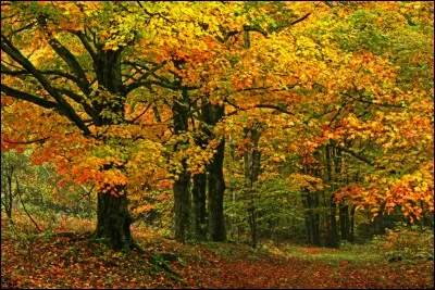 H - Un "hylophobe" a peur des arbres, des forêts .