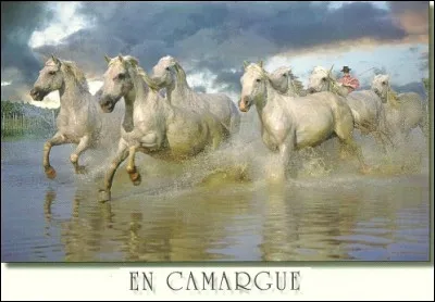 Ma chère Ferlie, venir ici sans monter à cheval serait un sacrilège, je meurs de peur mais je vais faire un effort. Que Sainte-Sarah me protège ! Bisous...