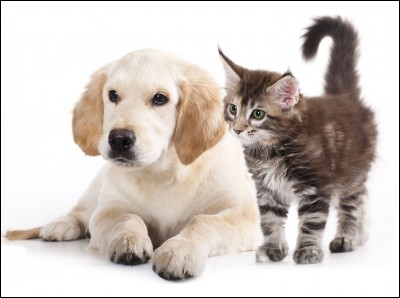 Entre le chat et le chien lequel comporte 79 races ?