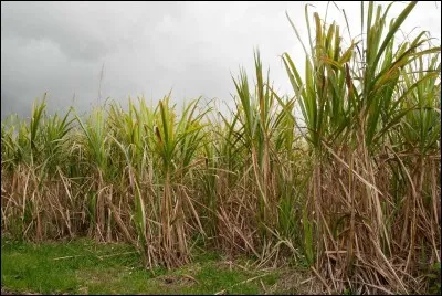 Mon travail est peu spécial; en effet, il consiste à couper des cannes à sucre ! Qui suis-je ?