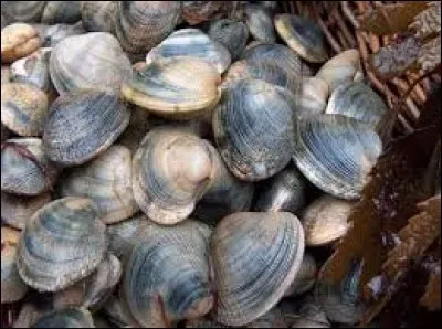 Que sont ces fruits de mer ?