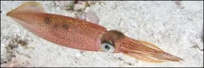 Qu'est ce fruit de mer ?