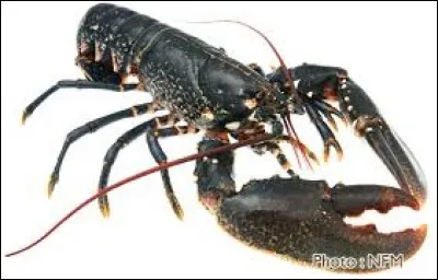 Qu'est ce fruit de mer ?