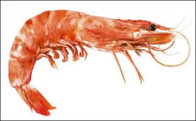 Qu'est ce fruit de mer ?